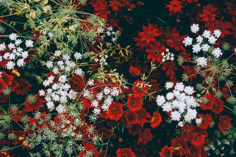 Maple Grove Garden Co.