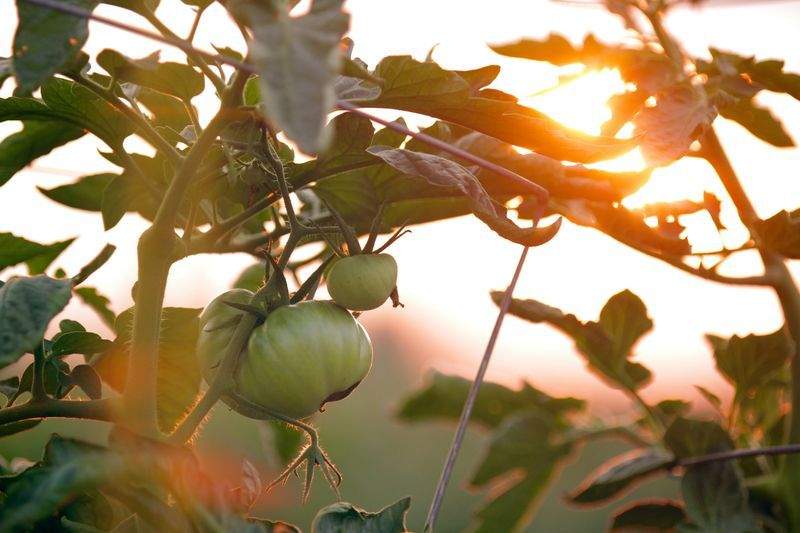 Maple Grove Garden Co. 13