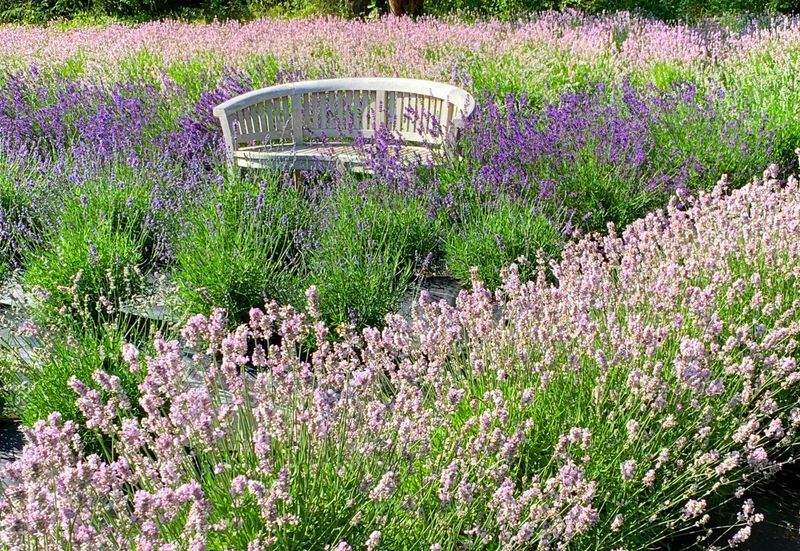 Maple Grove Garden Co. 14